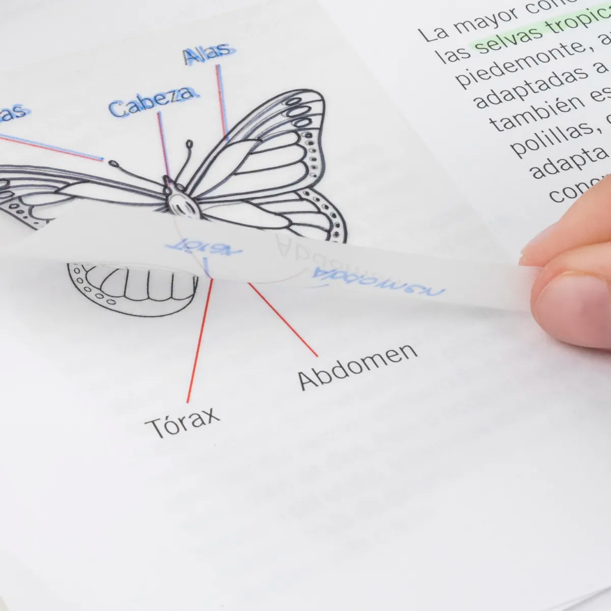 50 notes adhesives transparents